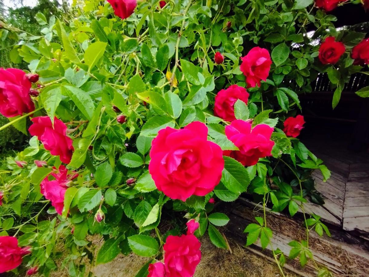 Garden House Nad Jeziorem Szelment Przejma Wielka Luaran gambar