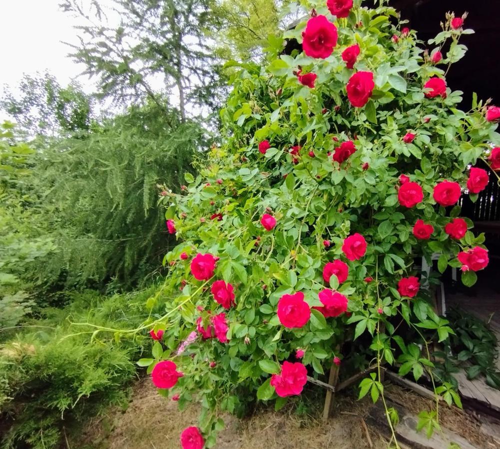 Garden House Nad Jeziorem Szelment Przejma Wielka Luaran gambar